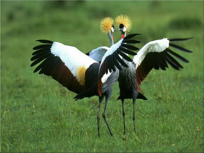 birds love pictures