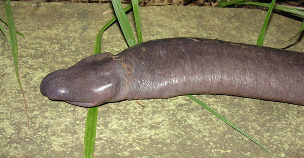 Man erect penis
