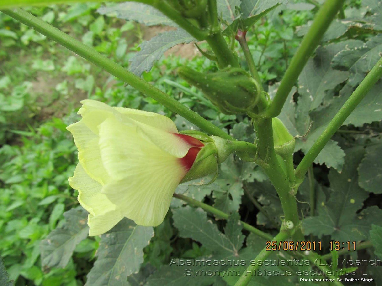 Medicinal Plants Hibiscus esculentus, Abelmoschus esculentus, Okra