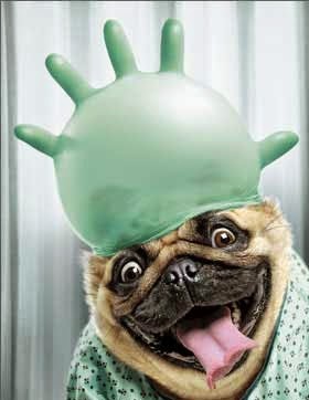 dr pug