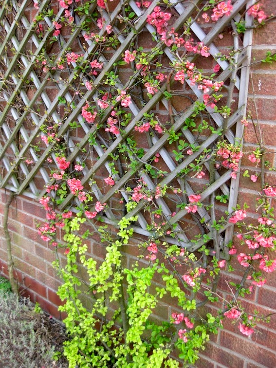 Tony S Blog Buddleias