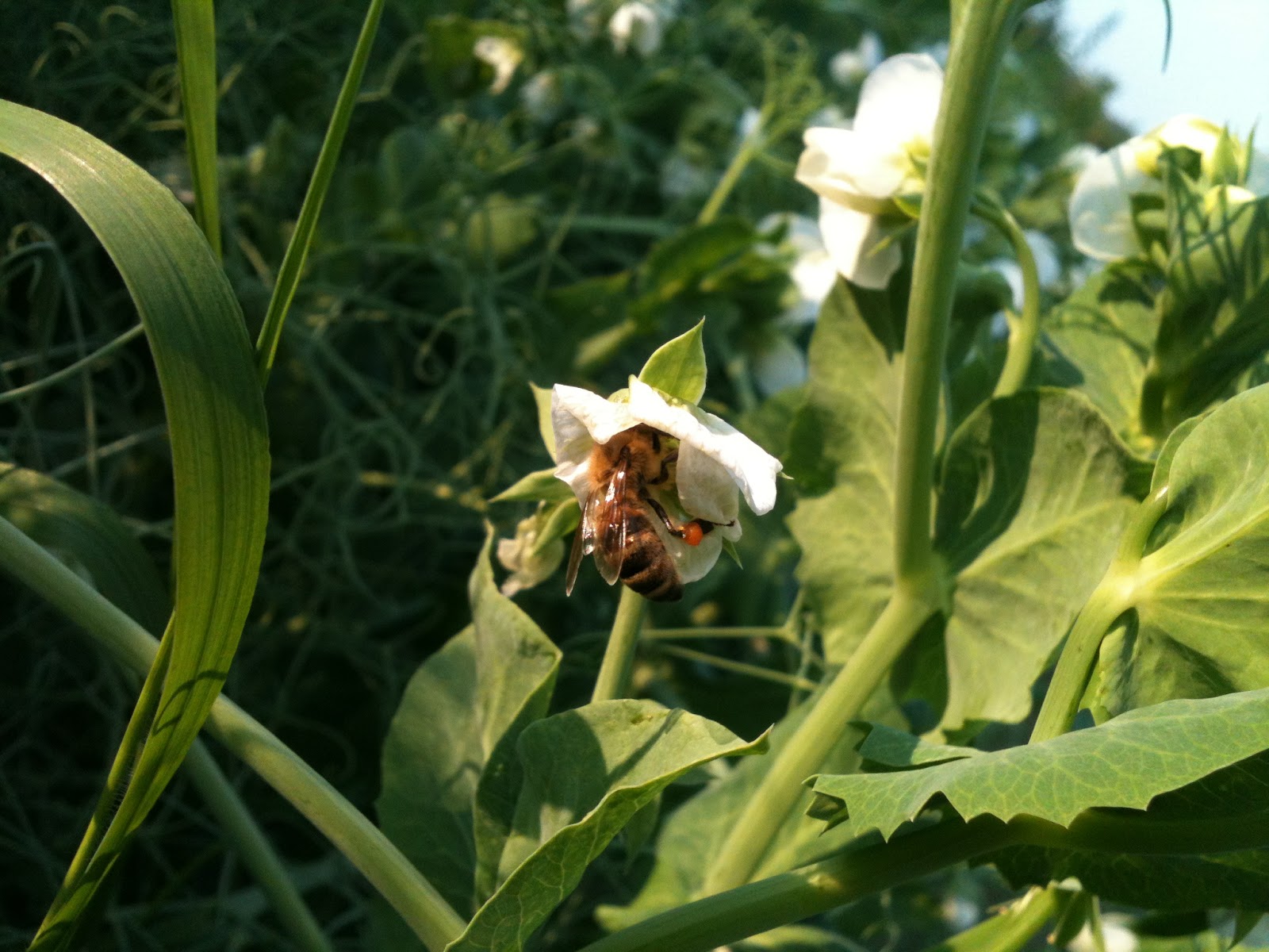 Che Guebee Apiary Do Honeybees pollinate Peas