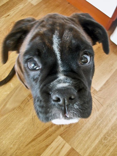 Can Dogs Be Allergic To Bone Marrow Can Dogs Be Allergic To Bone Marrow