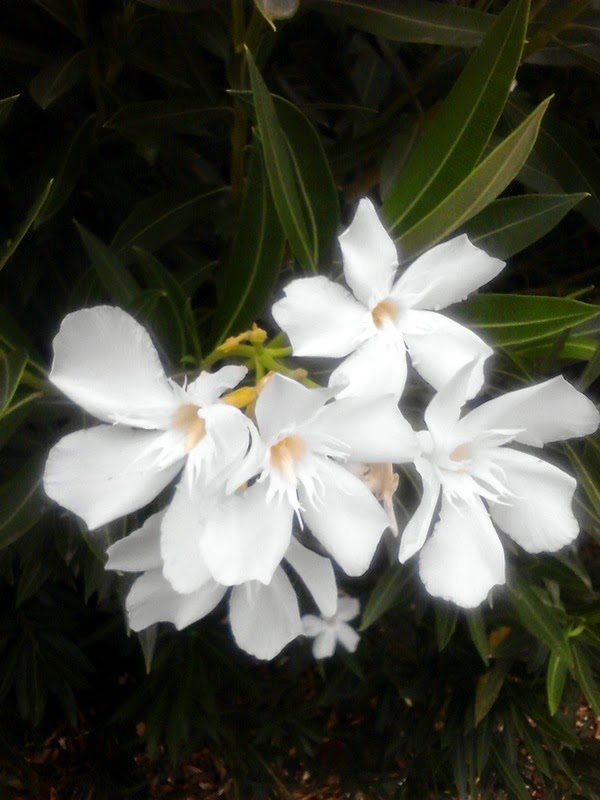 Xtremehorticulture of the Desert Oleanders In Containers Not Blooming