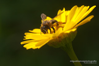 abelha apis mellifera