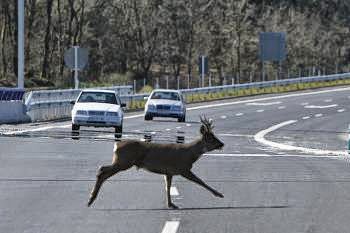 Ley De Tráfico 2014: ¿Qué Cambia Para Atropellos De Animales? - xpnc60e