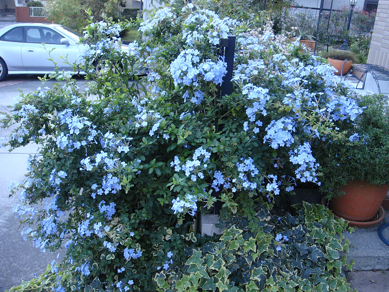 のんたんの庭づくり ルリマツリってこんなに綺麗なのよ