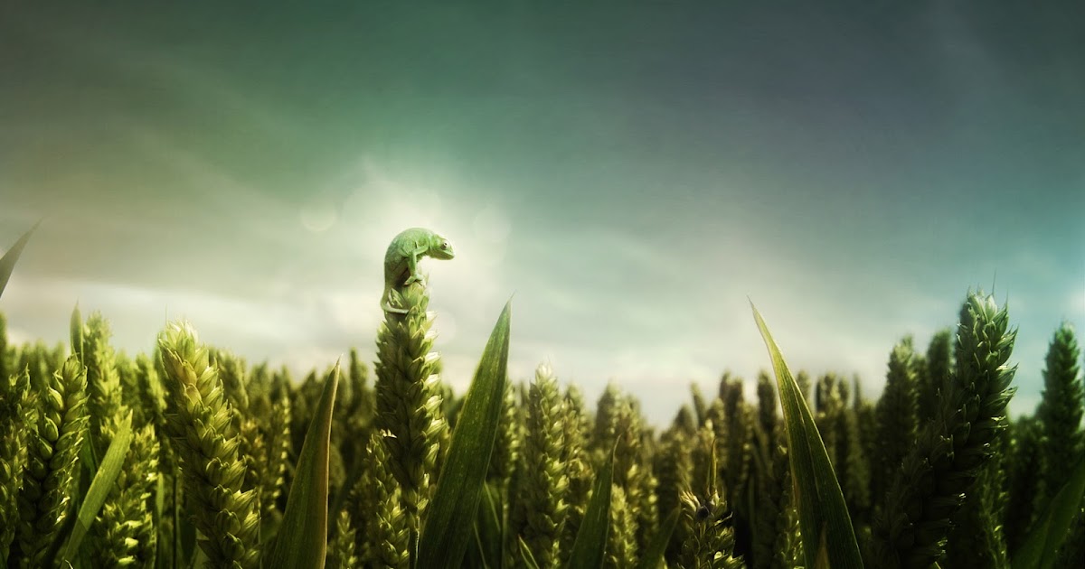 yeşil buğday tarlası resimleri , fotoğrafı , wallpaper , duvar kağıdı