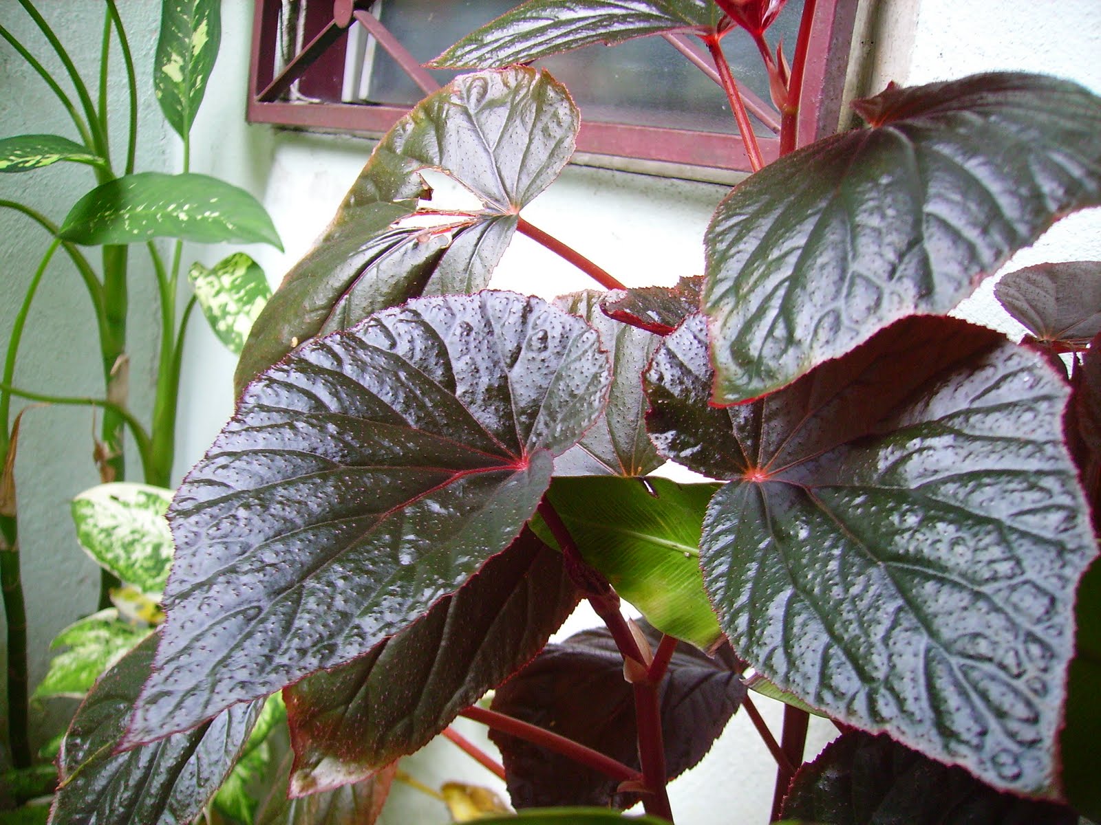Garden Chronicles Begonia Species