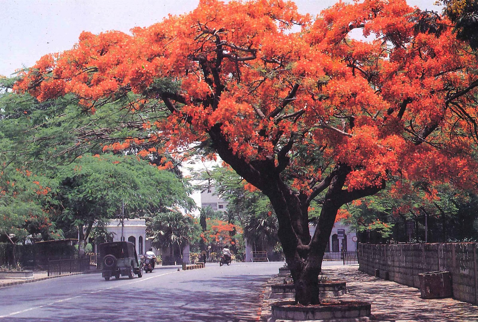 Blossoms of Bangalore Bouquet Unstringed