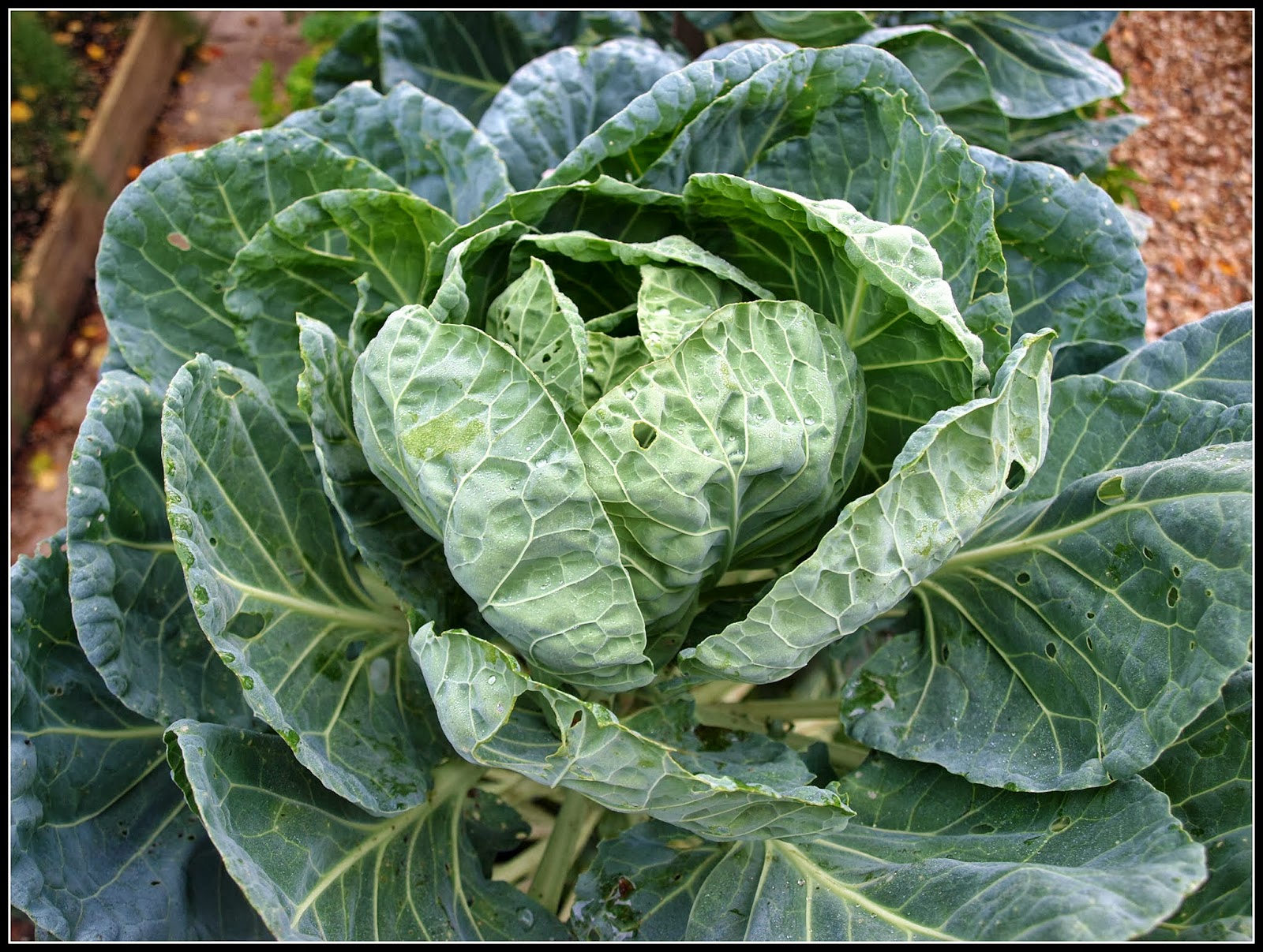 Mark�s Veg Plot Brussels Sprouts learning from a friend