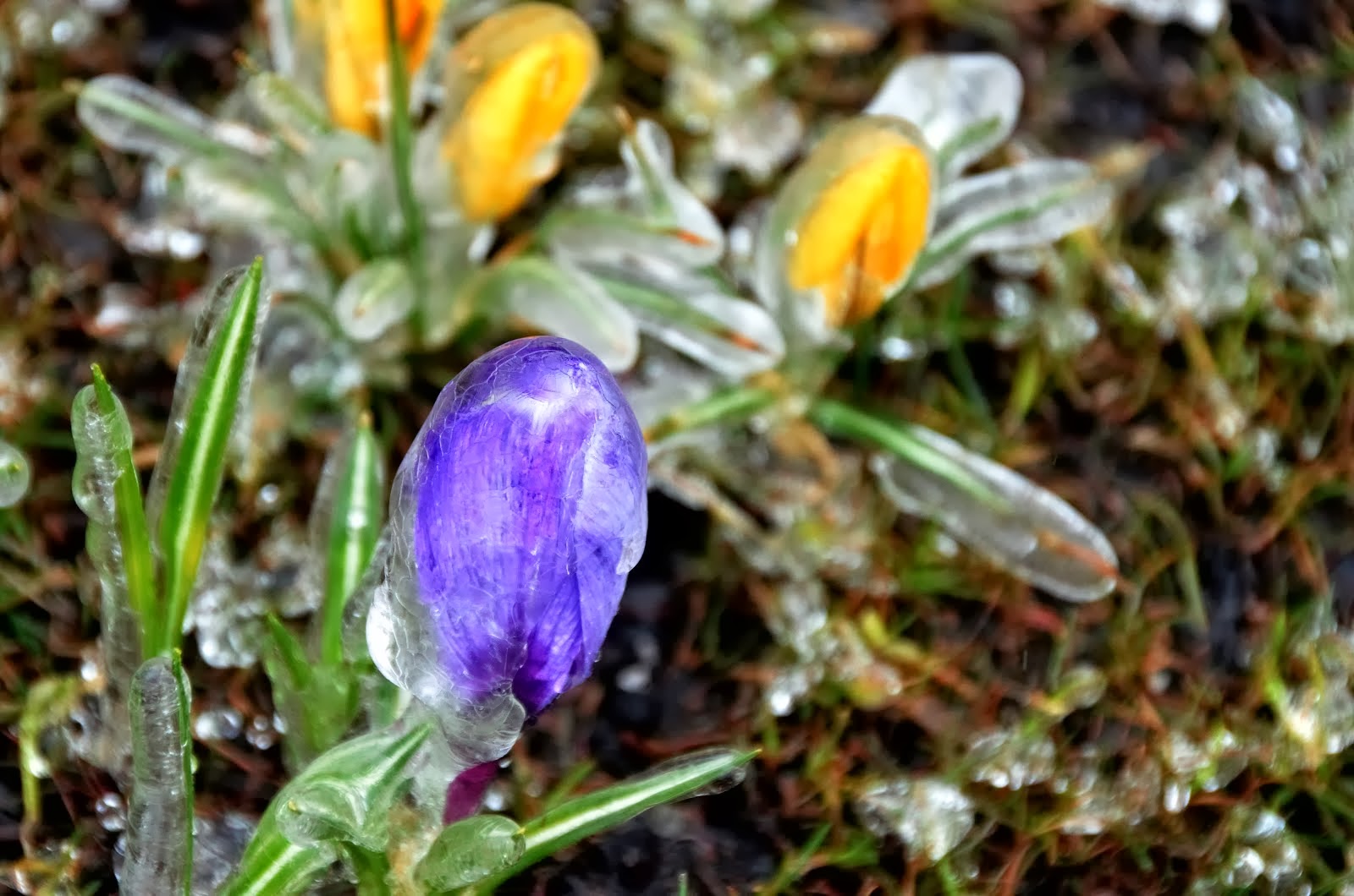 Iced Crocus