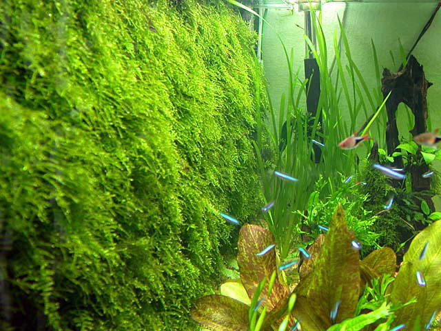 Christmas Moss - Live Aquarium Aquatic Plant for Fish Tank | Flora Aquatica - Freshwater ...