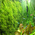 Christmas Moss - Live Aquarium Aquatic Plant for Fish Tank | Flora Aquatica - Freshwater ...