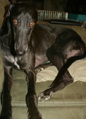 Bettina greyhound on the couch