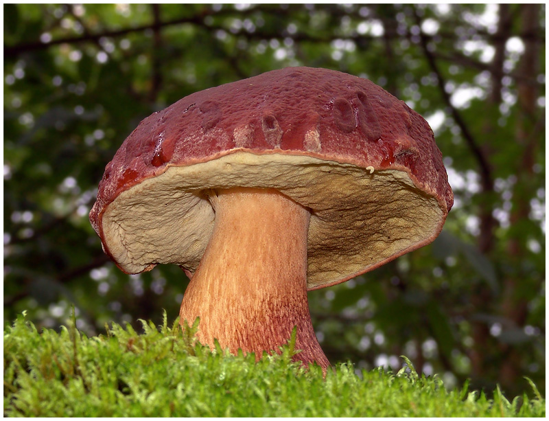 Boletus pinophilus Pilze...Pilze...Pilze 123Pilzforum