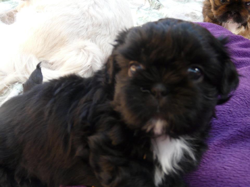 black teacup shih tzu black teacup shih tzu breeds picture black teacup shih tzu black teacup shih tzu breeds picture
