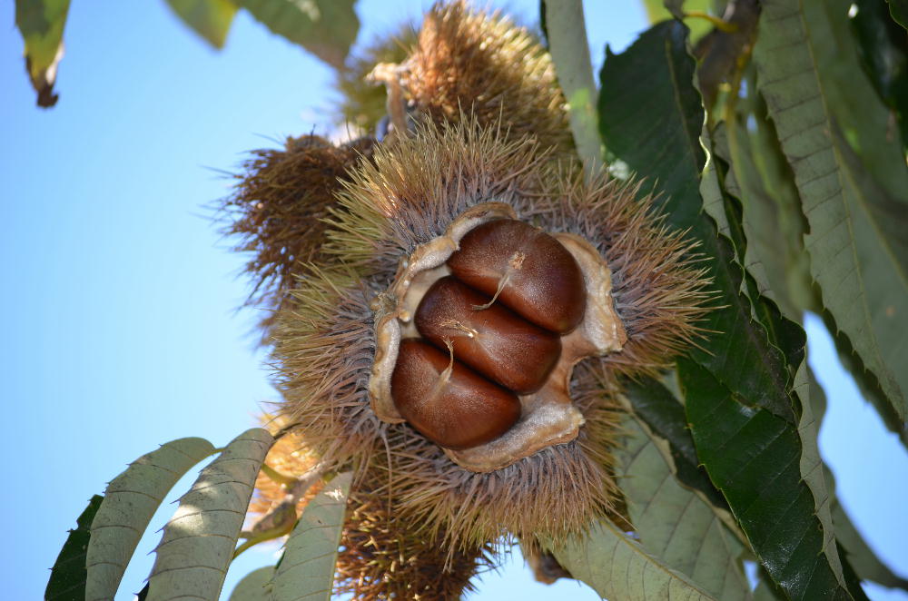 妙高で野菜と遊ぶ 大丹波栗