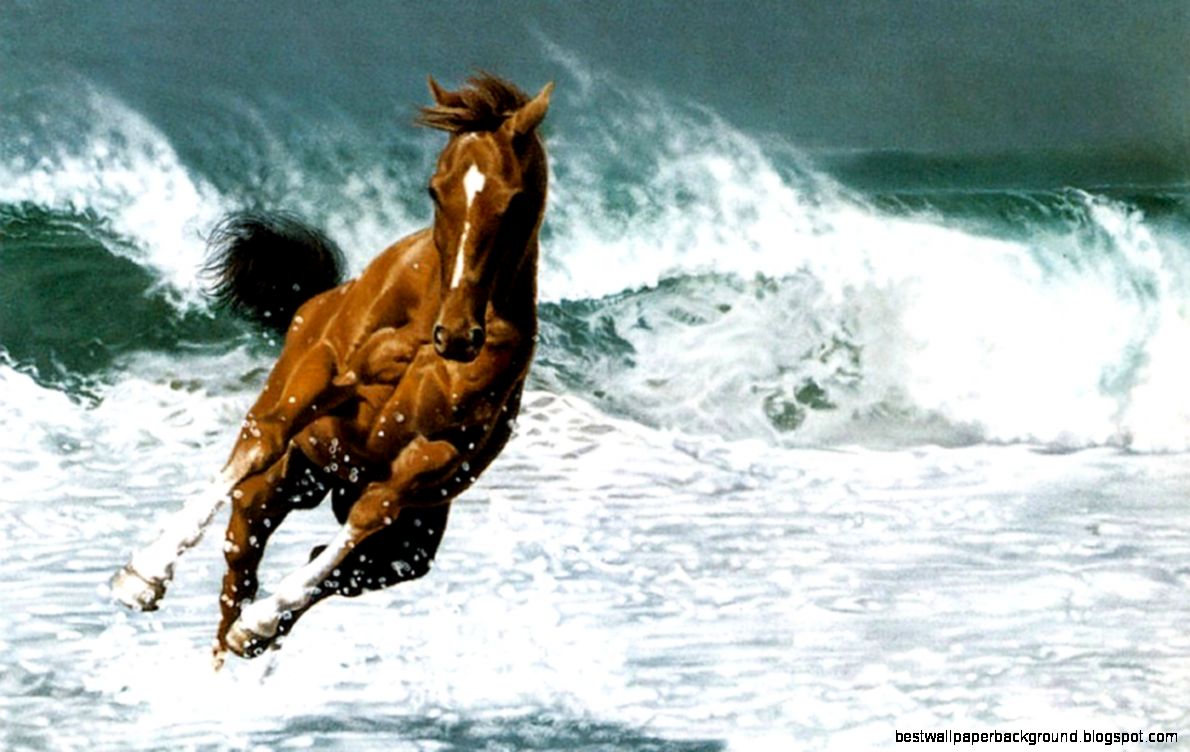 Horse Horse Running in water on beach HD wide wallpapers 2014 Horse Horse Running in water on beach HD wide wallpapers 2014