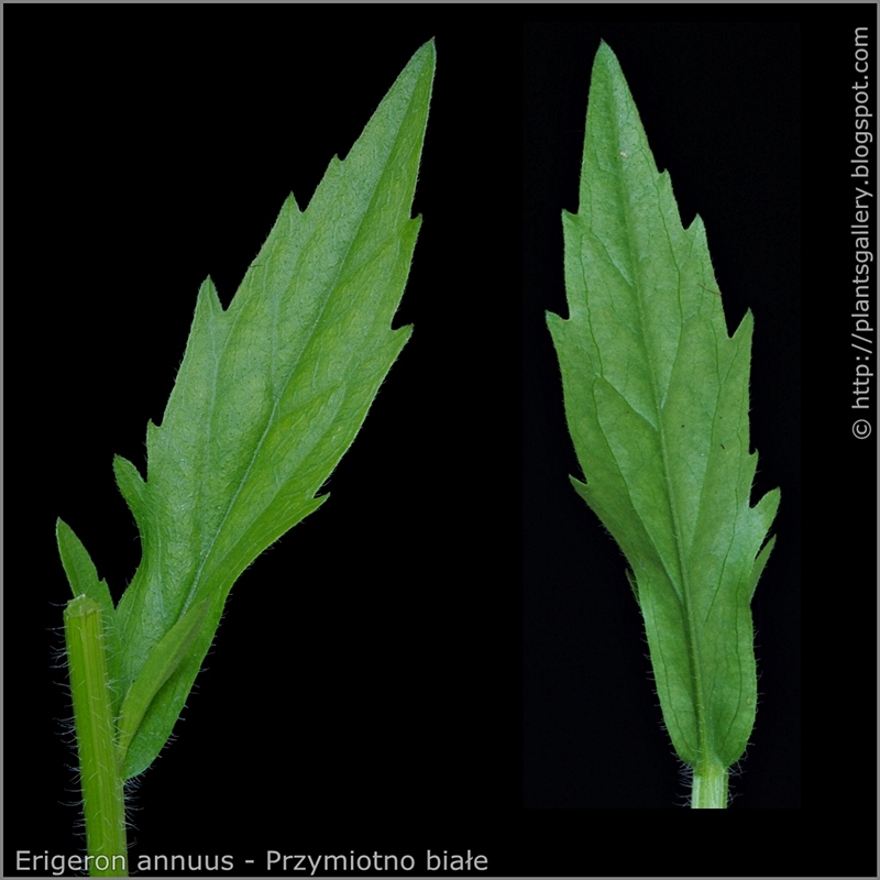 Erigeron annuus leaf - Przymiotno białe liść