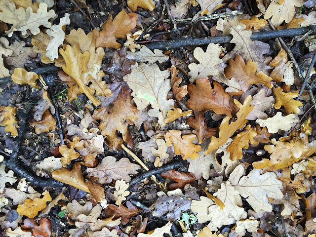 Oak leaves on the ground on Hayes Common, 27 October 2015. Oak leaves on the ground on Hayes Common, 27 October 2015.