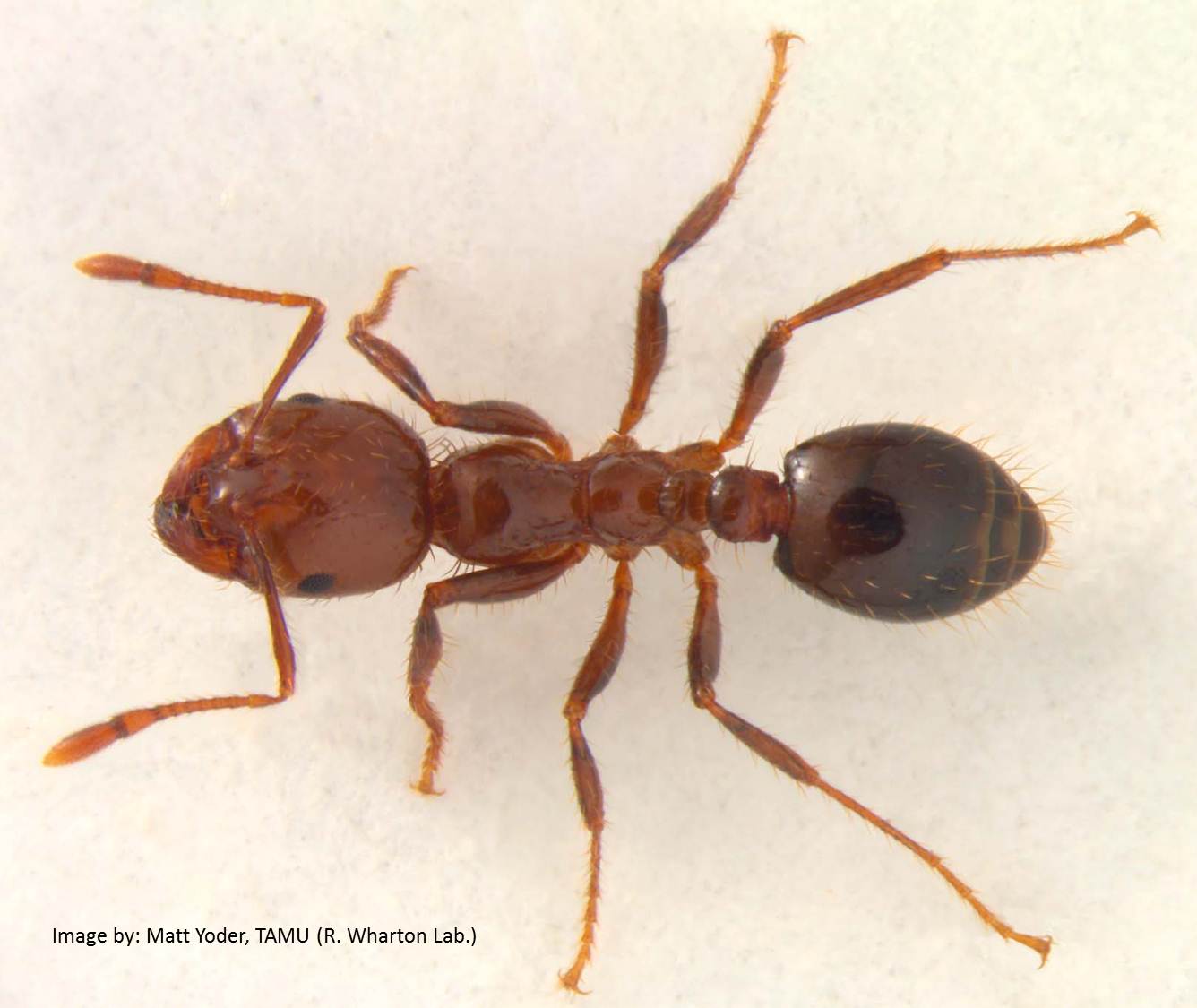 red ant queen