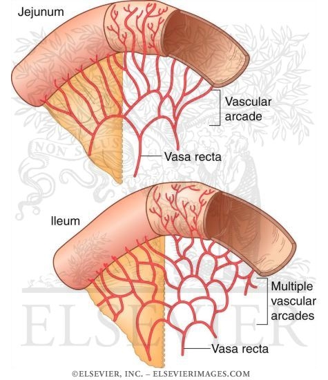 .: Medicina Islamica :.: Anatomi Fisiologi Intestinum Tenue (Duodenum
