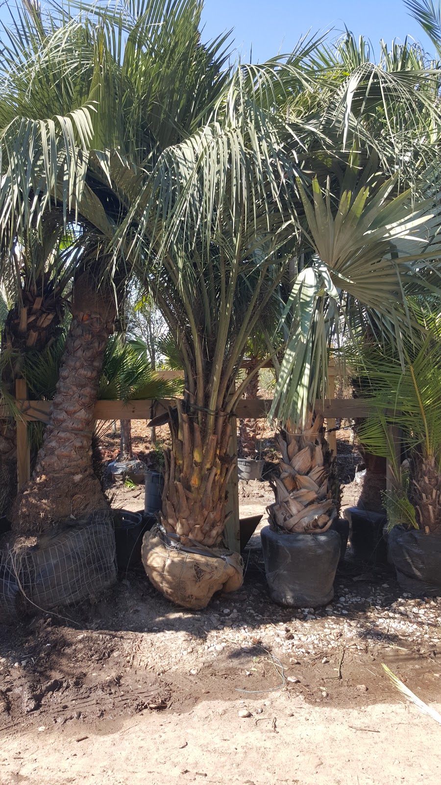 Cold Hardy Palm Trees in Houston Pindo Palms 4 ft or more Houston TX Palm Trees Delivery