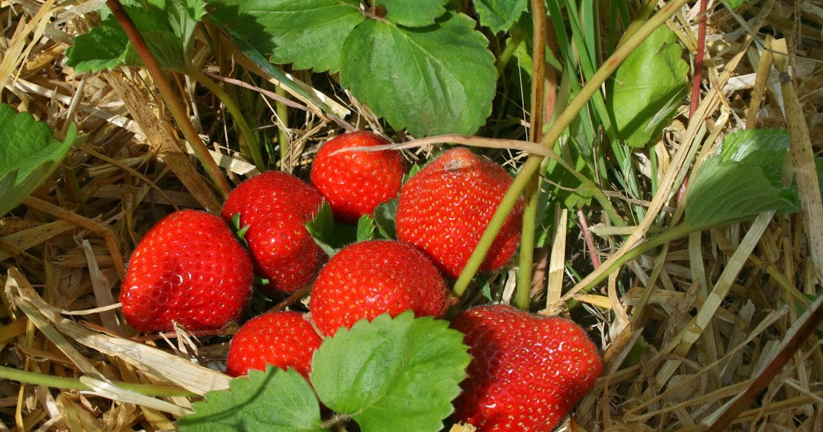 The Fruit Growing Expert Growing early strawberries