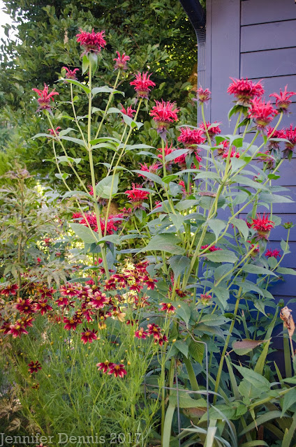 Future Plants By Randy Stewart Pieris