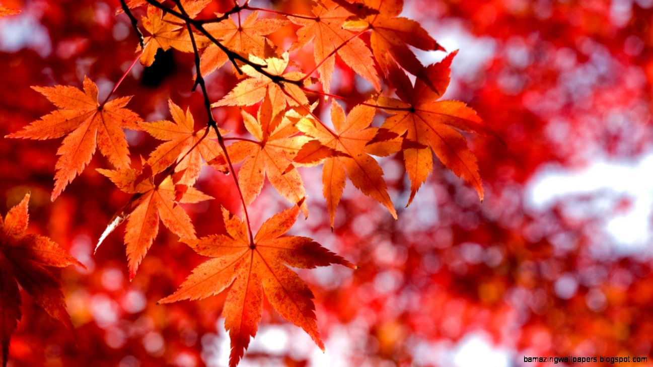 Autumn Leaves Red Wallpaper IPhone 6 1294 Background Autumn Leaves Red Wallpaper IPhone 6 1294 Background