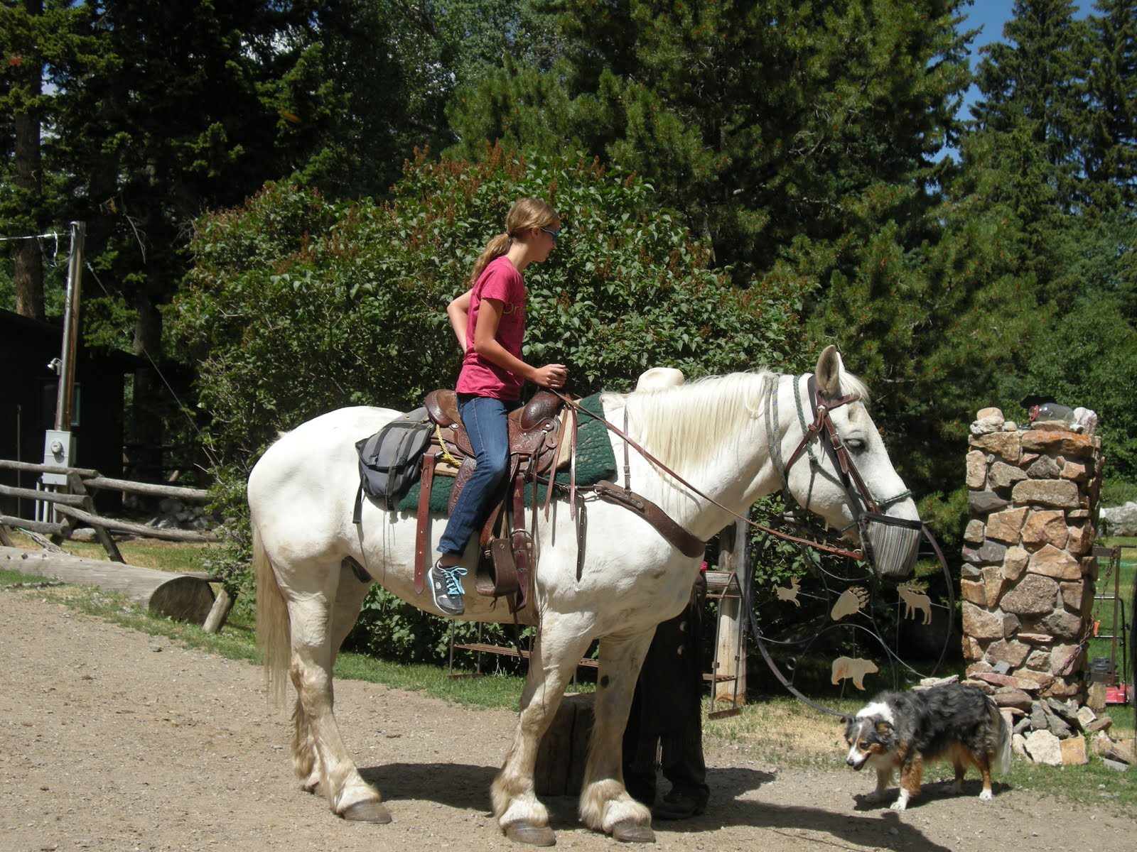 Fattest Horse