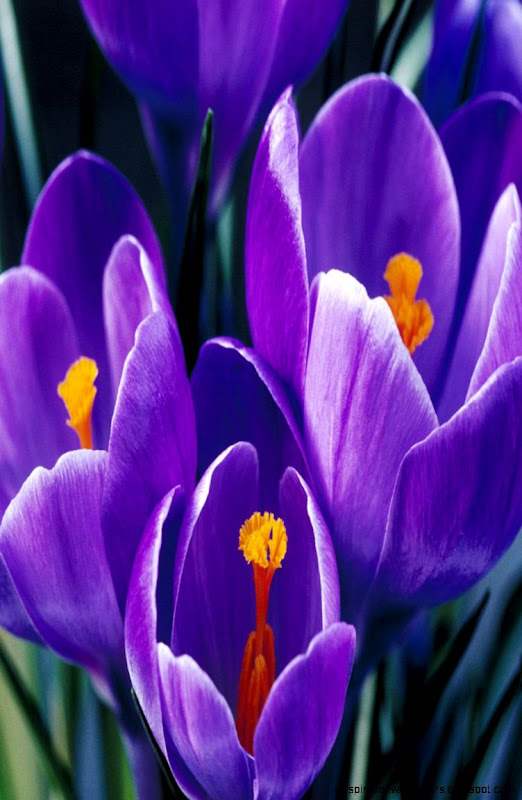 Free Download Android Mobile Phone Wallpaper JunkInside Free Download Android Mobile Phone Wallpaper JunkInside