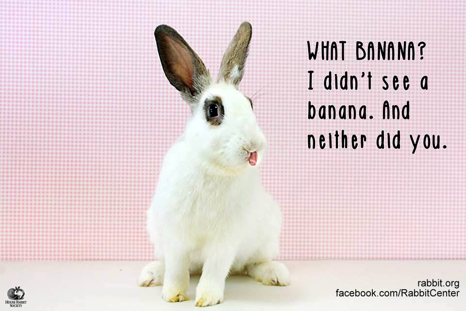 Funny Bunny Memes. 