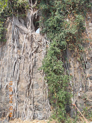 Creeper Banyan tree on "Arnala Fort Watchtower".