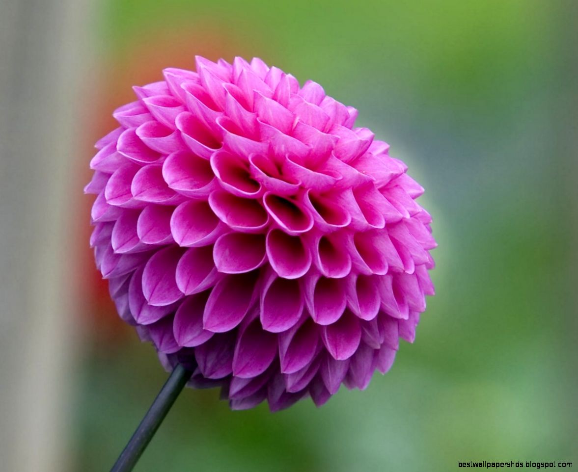 Lovely Flower Wallpapers Hd Desktop Wallpaper 1280x1024 iWallHD Lovely Flower Wallpapers Hd Desktop Wallpaper 1280x1024 iWallHD