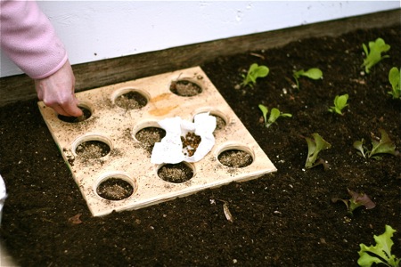 Eat Live Grow Paleo : Square Foot Gardening - Planting