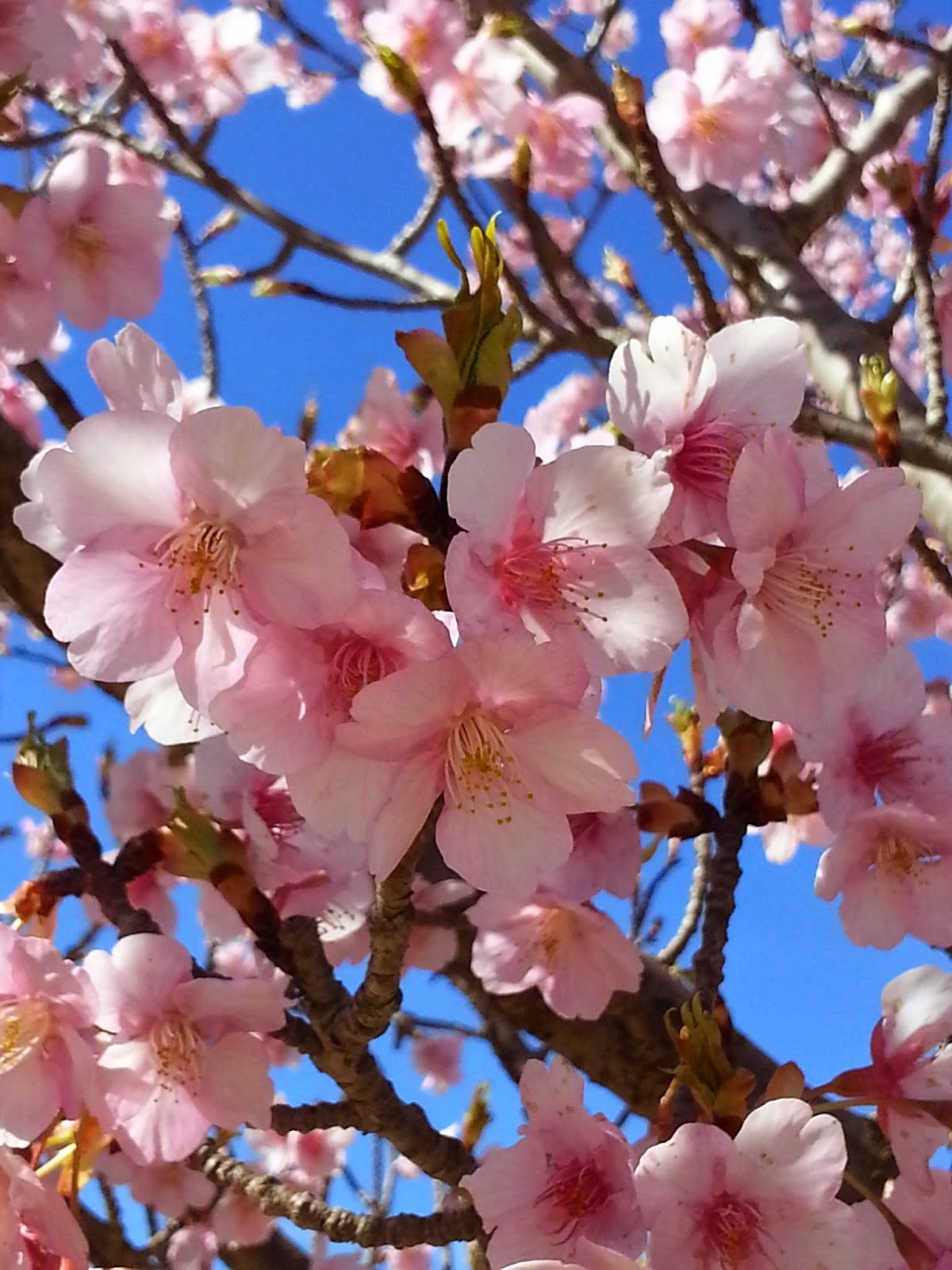 SAKURACHA Cherry Blossom Tea
