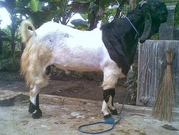 kambing kurban