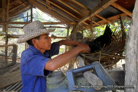 ลุงหมั้น ถาคำ กับแม่ไก่ประดู่ฯ