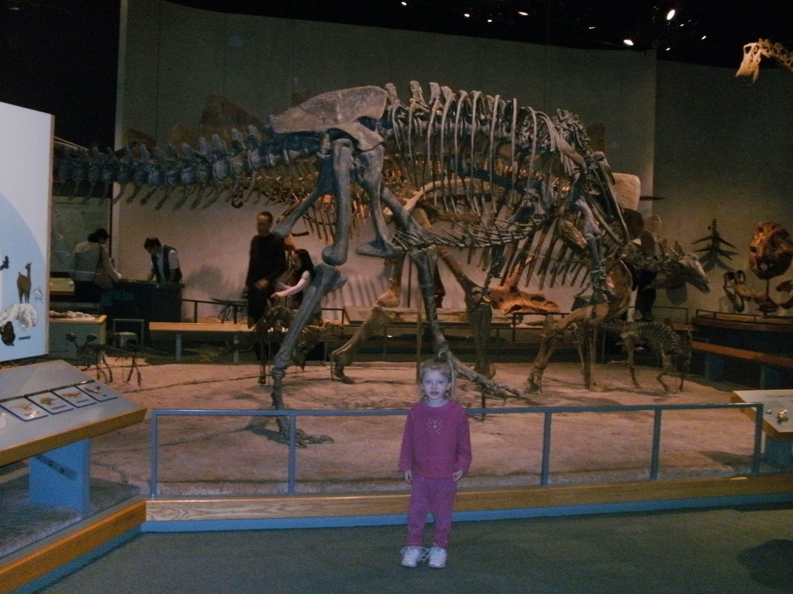 Explore Colorado Denver Museum of Nature and Science Dinosaur Bones