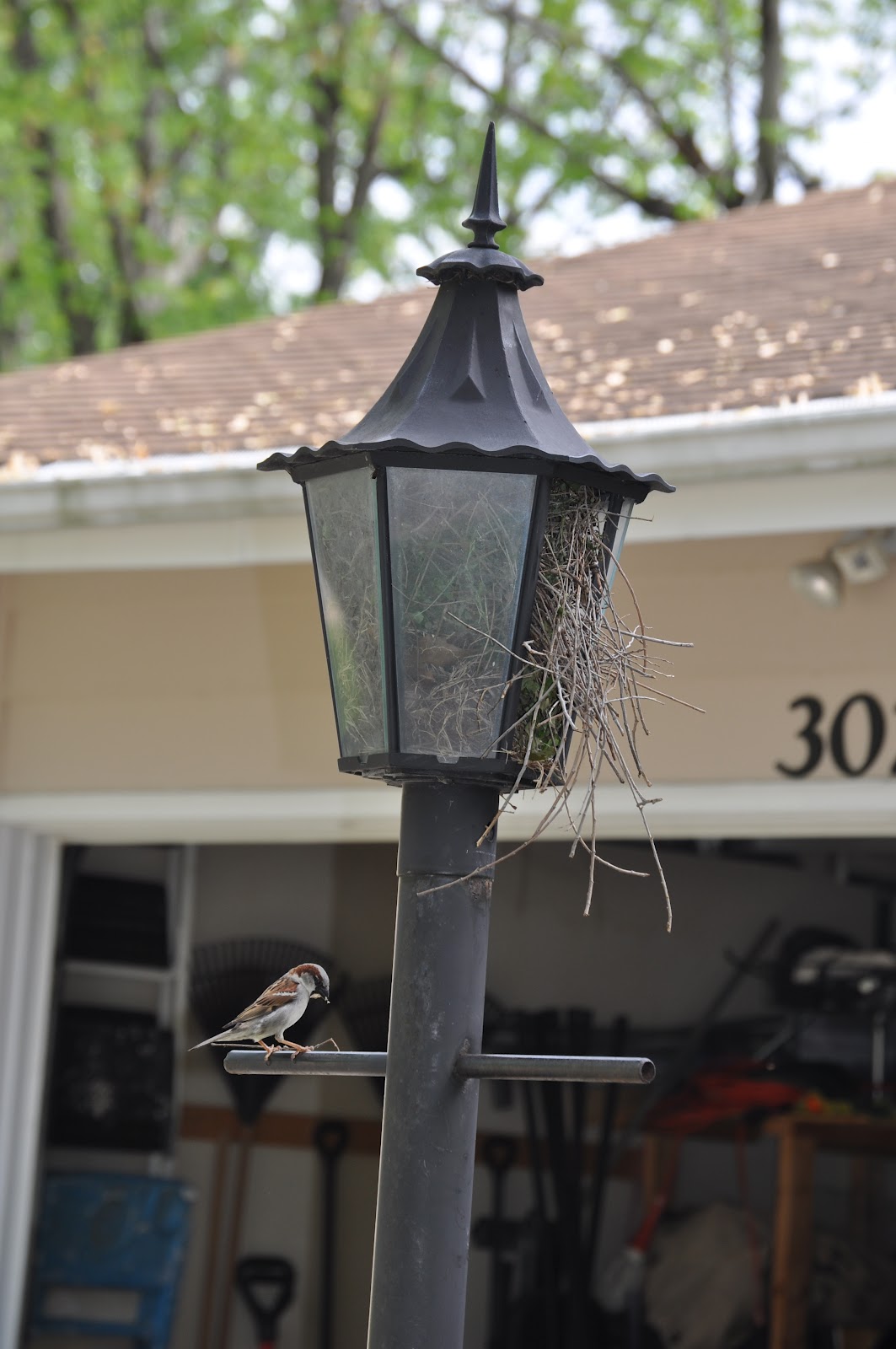 IowaSmiths Lamp Post Bird's Nest