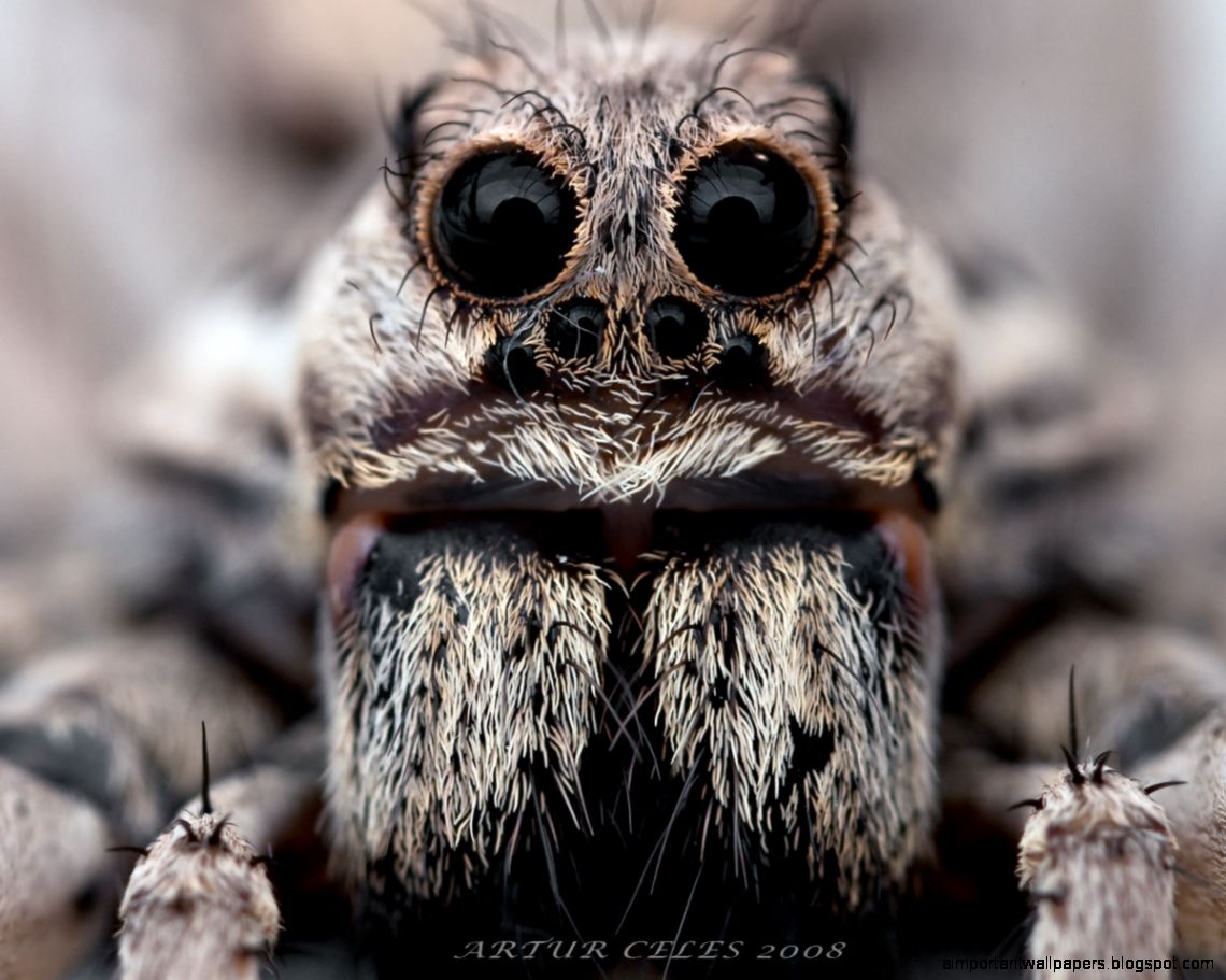 Giant Tarantula spider Tarantula Pictures Tarantula Facts Giant Tarantula spider Tarantula Pictures Tarantula Facts