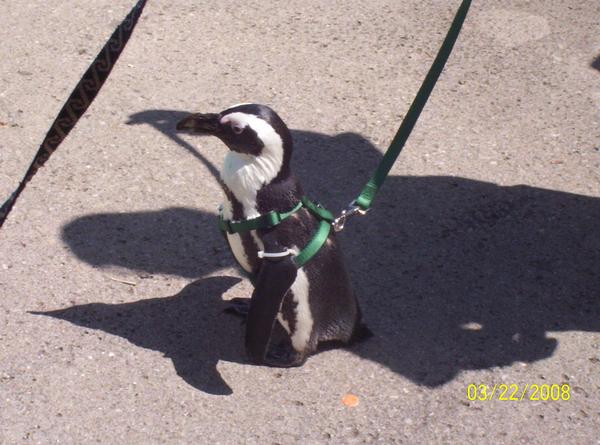 penguin+on+a+leash.jpg