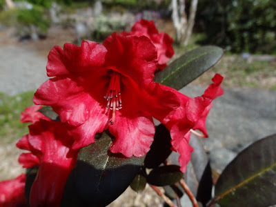 Life Between The Flowers Evergreen Photinia Red Robin For