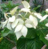 Nusa Indah Putih [Mussaenda pubescens Ait.f.]