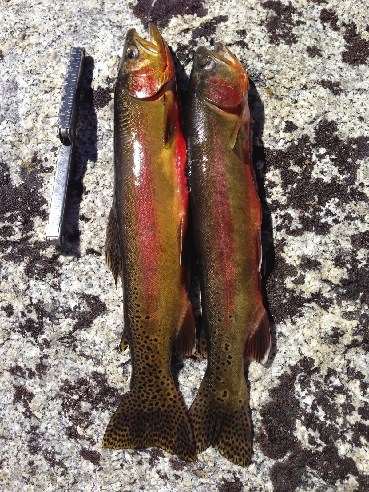 The Fish Sniffer Golden Trout2014 Southern Sierras