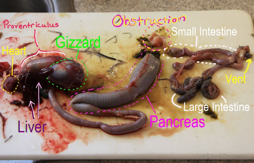 Natural Chicken Keeping: Diary of a Sick Chicken and a Necropsy - Graphic!