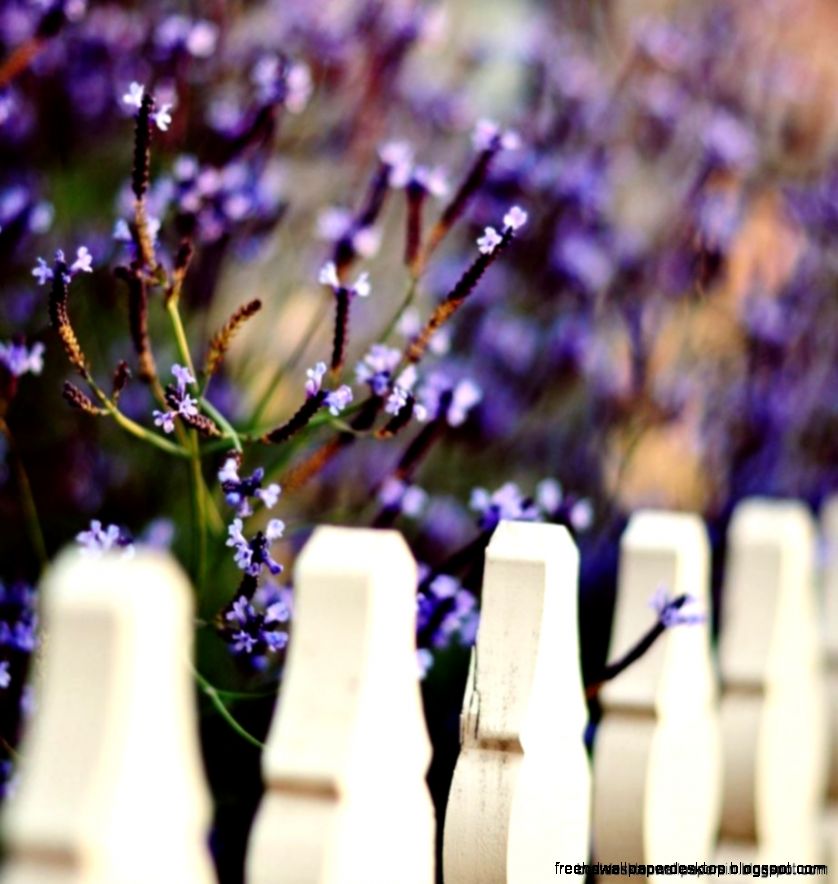 Close Fence Flowers Purple Macro Hd Wallpaper  Best Desktop Close Fence Flowers Purple Macro Hd Wallpaper  Best Desktop