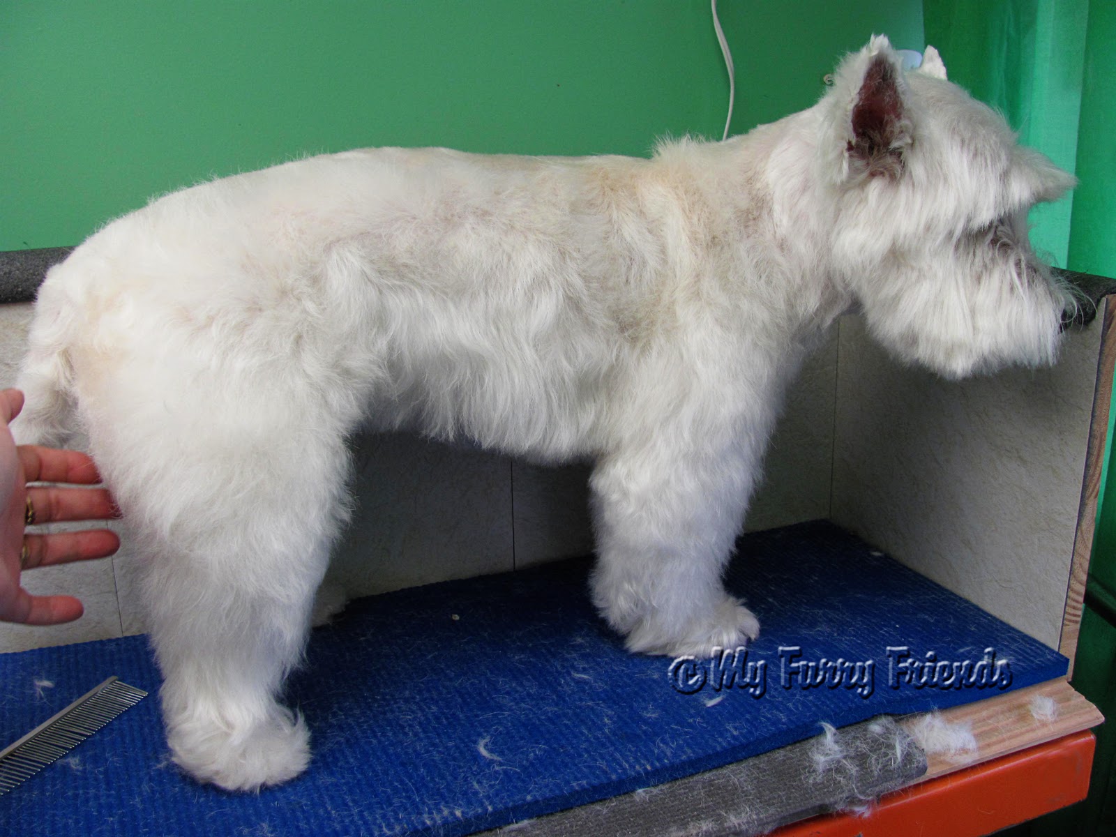 Pet Grooming The Good, The Bad, & The Furry Westies